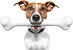 jack russell terrier with bone