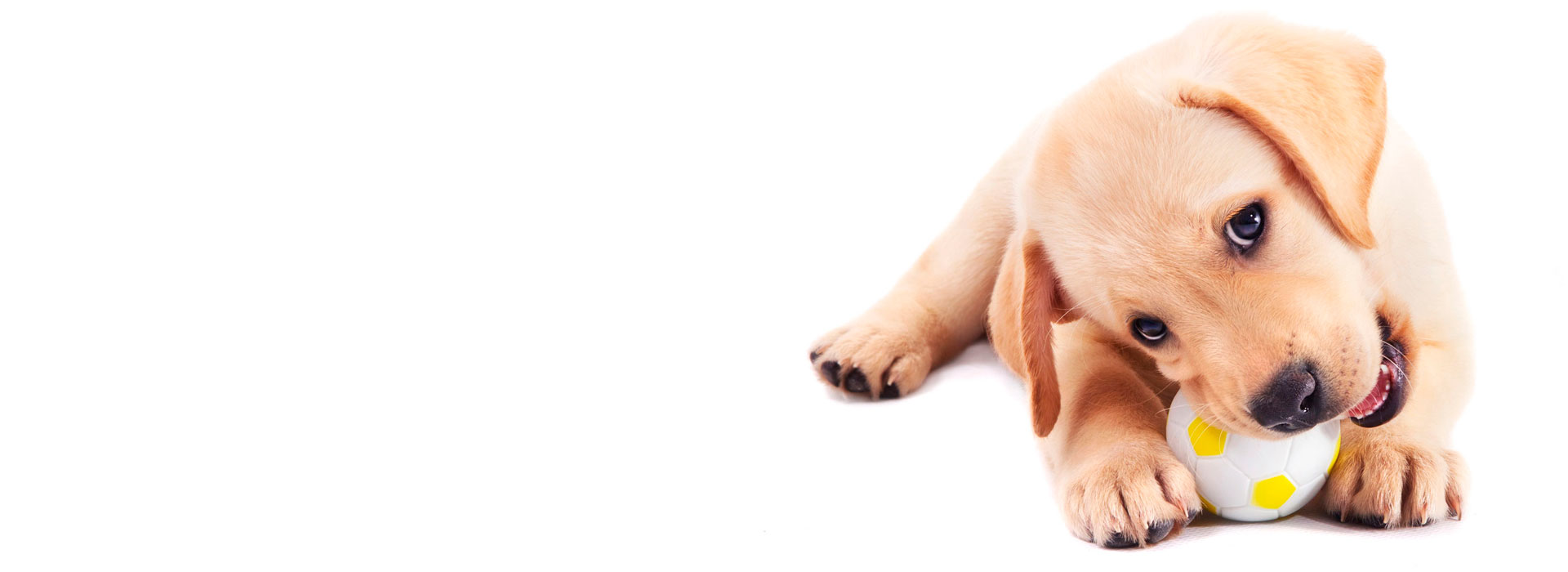 toys-4-dogs-puppy-chew-toys-ball